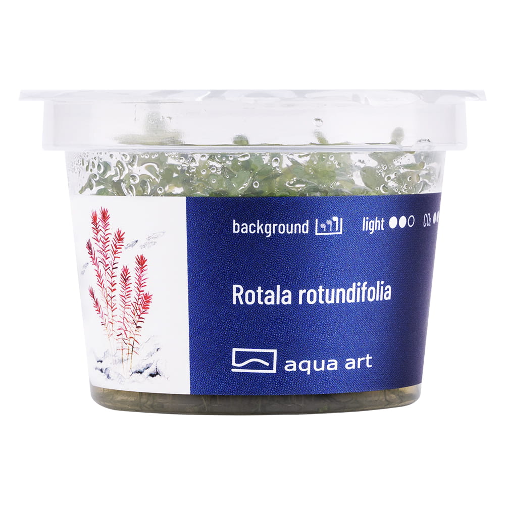 8300 Rotala rotundifolia - front.jpg